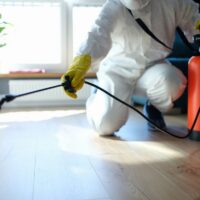 Common Myths About Pest Control Blue Mountains Residents Still Believe