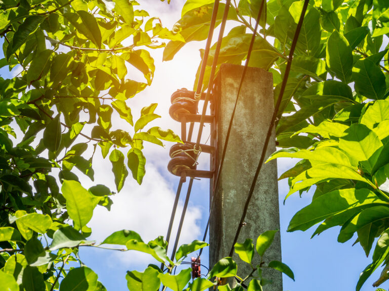 Do Councils Regulate Tree Branches Removal Near Power Lines?