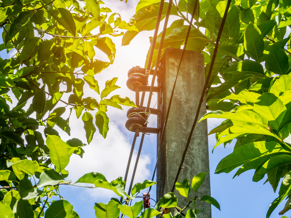 Do Councils Regulate Tree Branches Removal Near Power Lines?