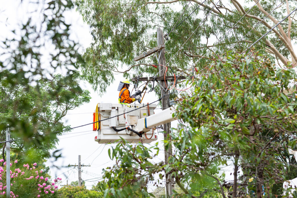 Do Councils Regulate Tree Branches Removal Near Power Lines?