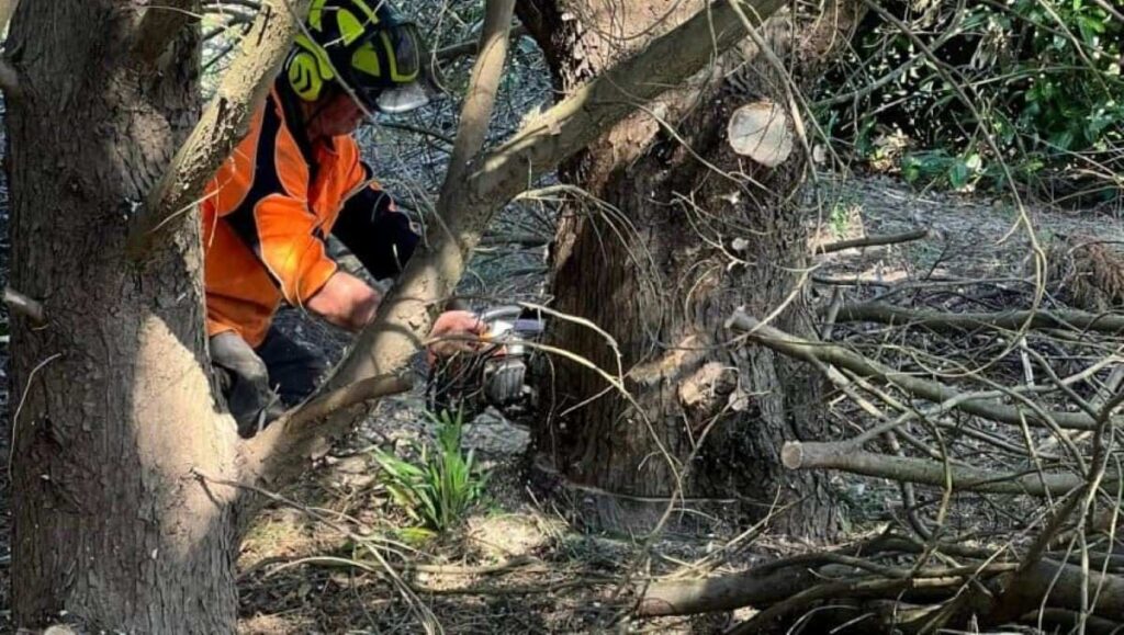 tree removal Thornleigh