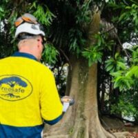 Why Tree Removal Thornleigh Costs Vary By Tree Size