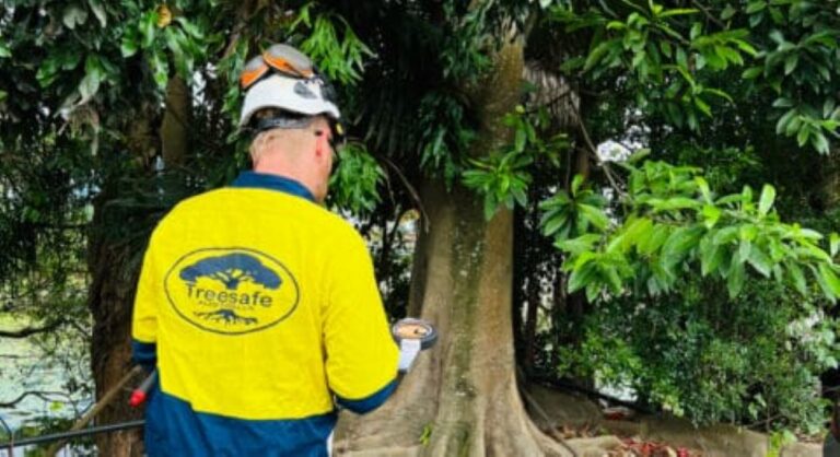 tree removal Thornleigh
