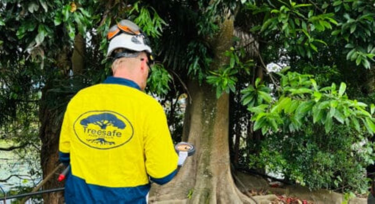 tree removal Thornleigh