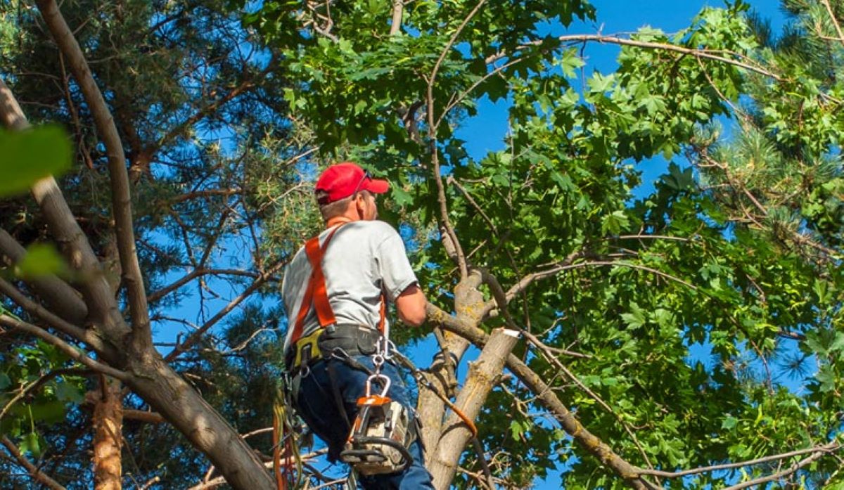 arborist Carlingford